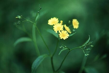 35mm, Fujifilm Velvia 50