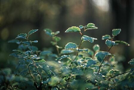 35mm, Fujifilm Velvia 50