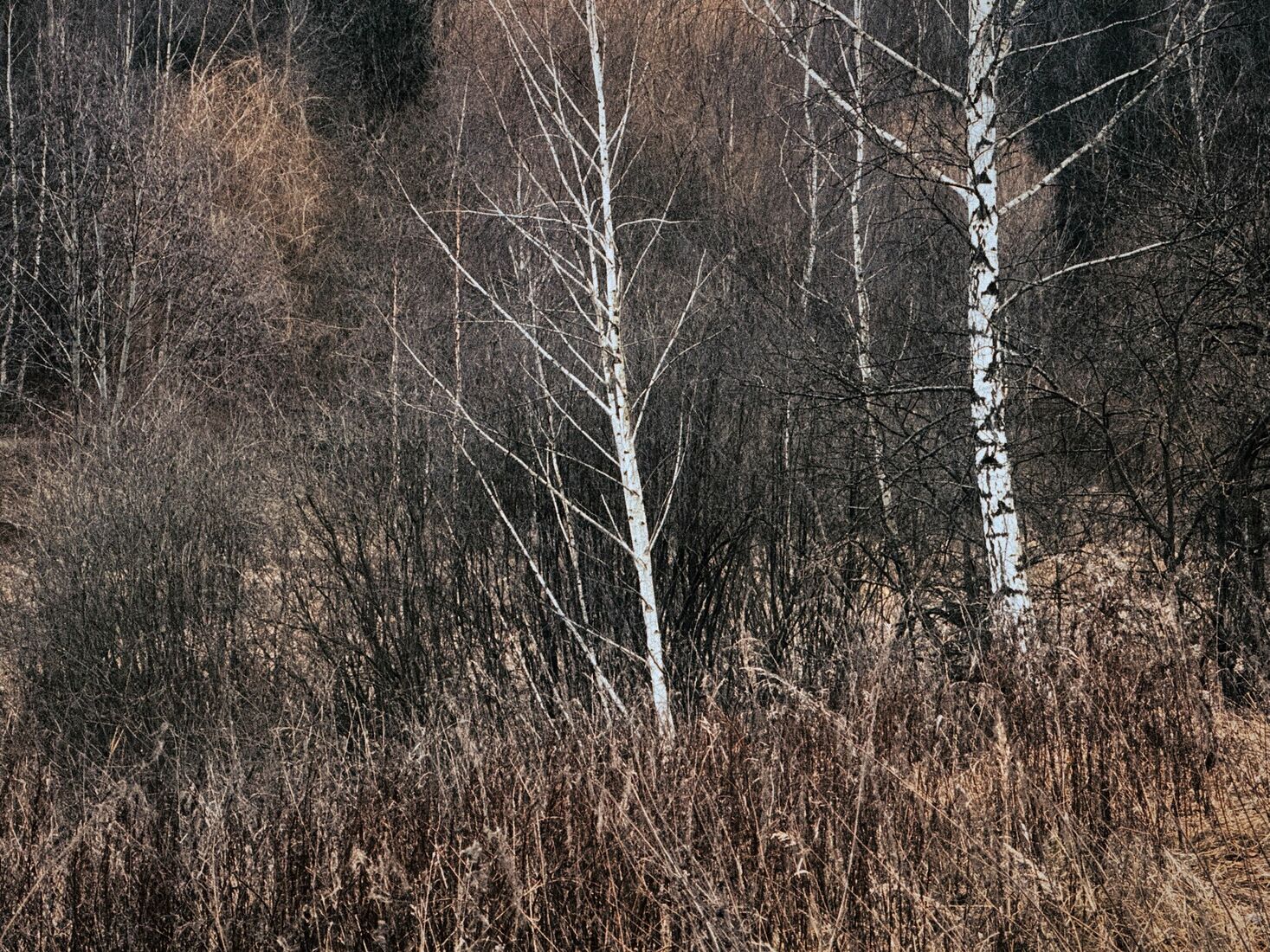 iPhone 14 Pro, Dehancer