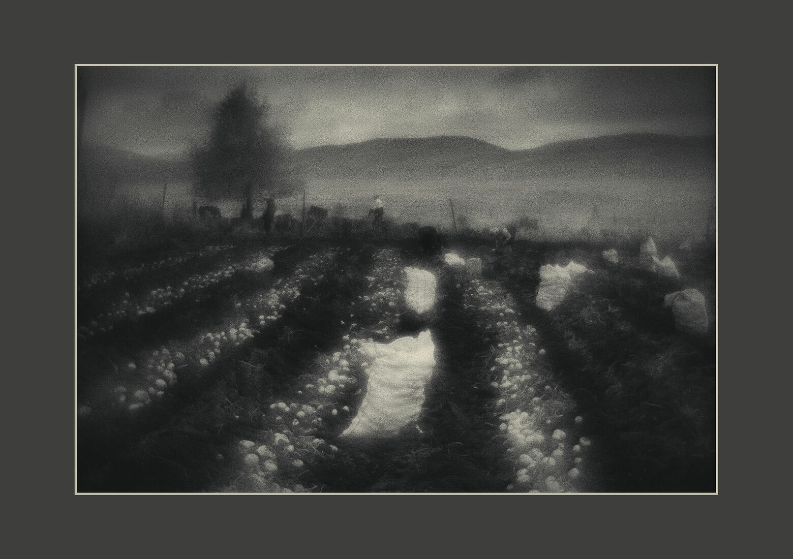 Alexei Jurchenko. Portfolio. Armenia. Где-то в горах, Армения, сентябрь 2017 На картошке