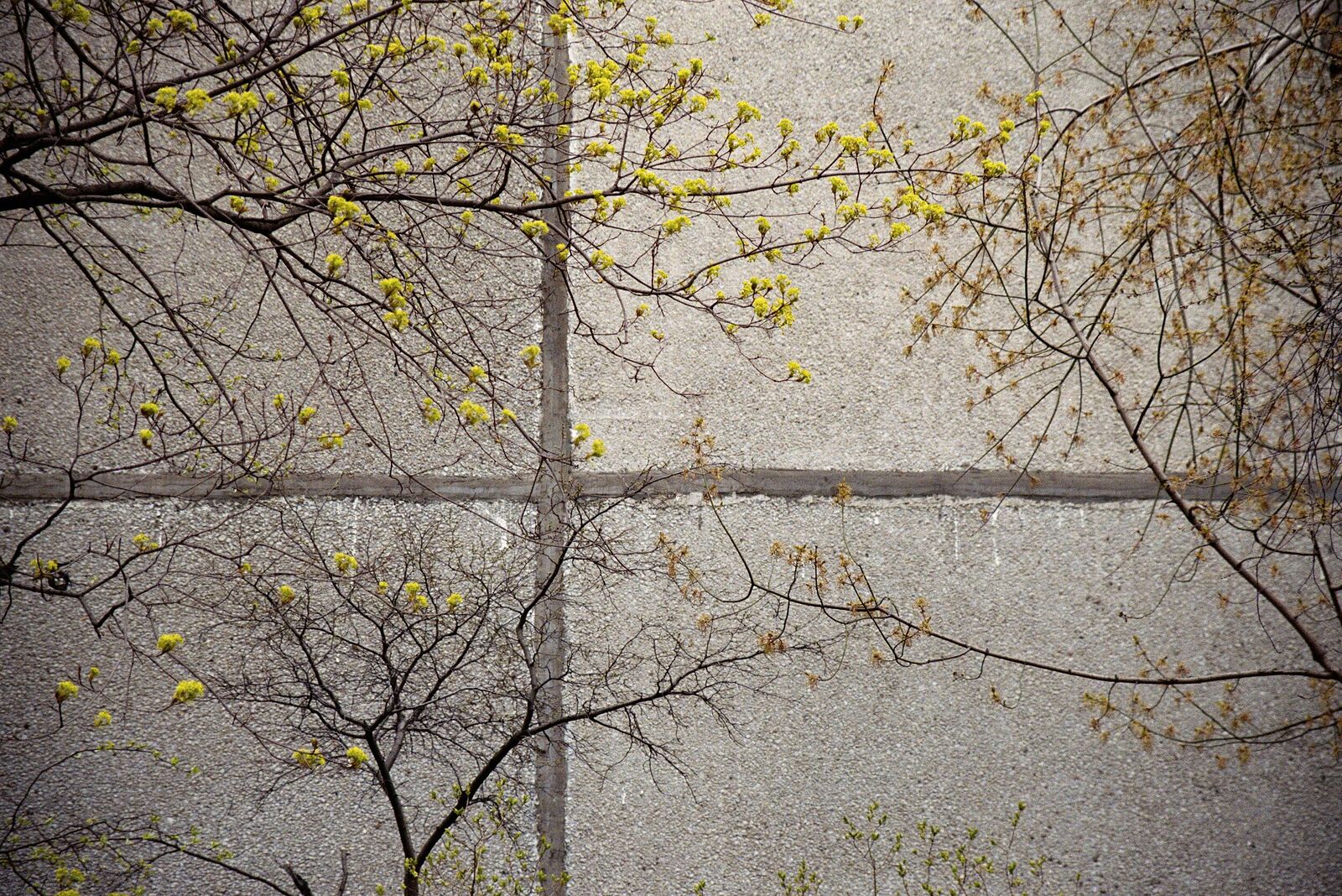 Алексей Юрченко. Портфолио. 2020. Москва, Россия, апрель 2020 35mm, AgfaPhoto Vista 200
