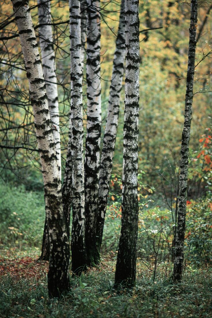 Alexei Jurchenko. Portfolio. 2012. Бирюлевский дендропарк, Москва, Россия, сентябрь 2012