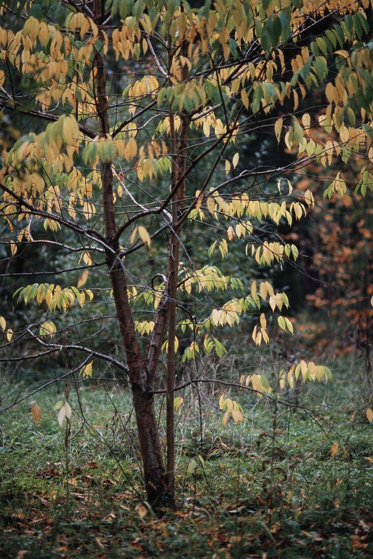 Alexei Jurchenko. Portfolio. 2012. Untitled