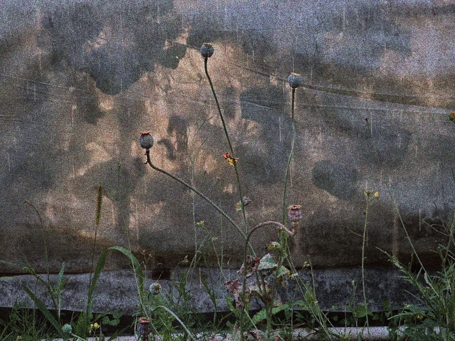 Alexei Jurchenko. Portfolio. 2025. Moscow reg., Russia, August 2025 iPhone 14 Pro, Dehancer