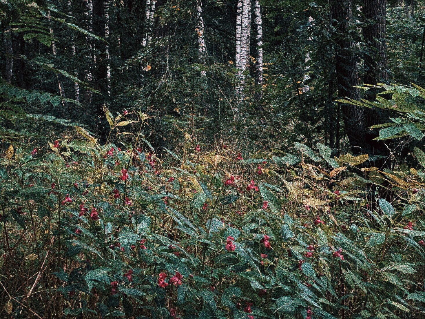 Alexei Jurchenko. Portfolio. 2025. Untitled