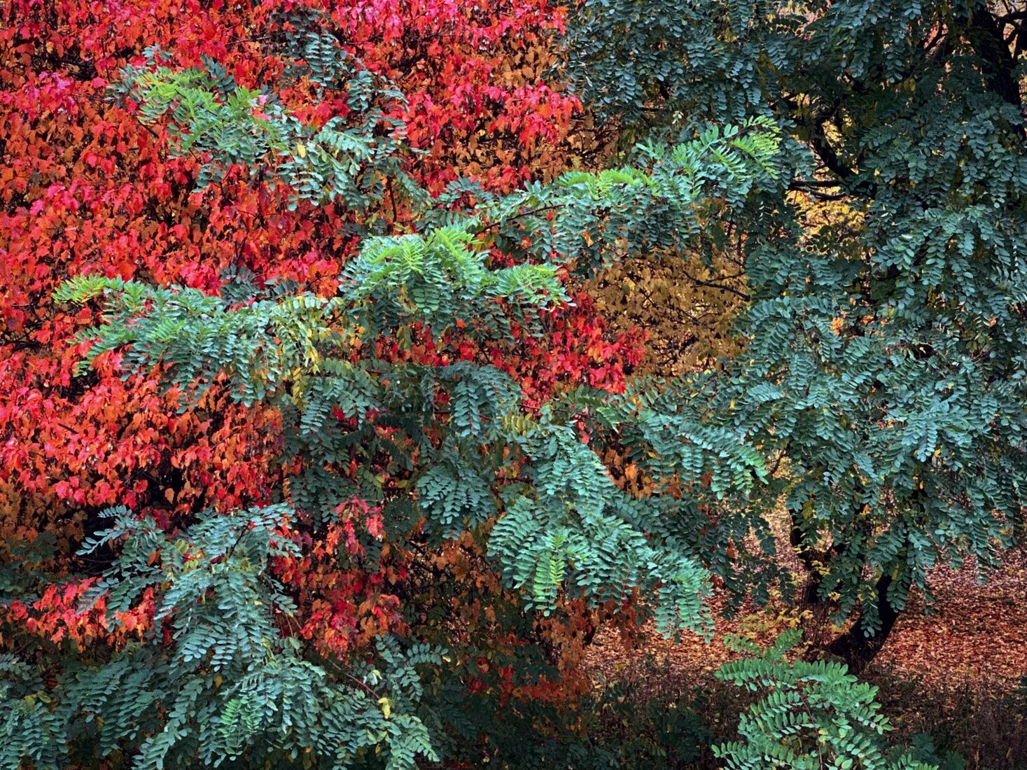 Московская осень у школы №504