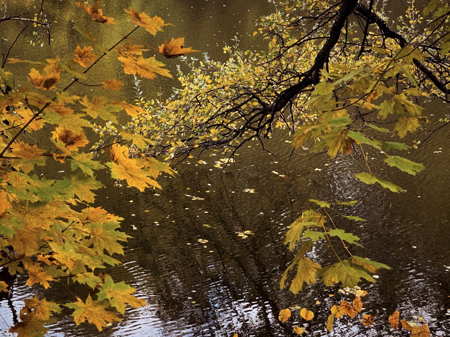 iPhone 14 Pro, Dehancer