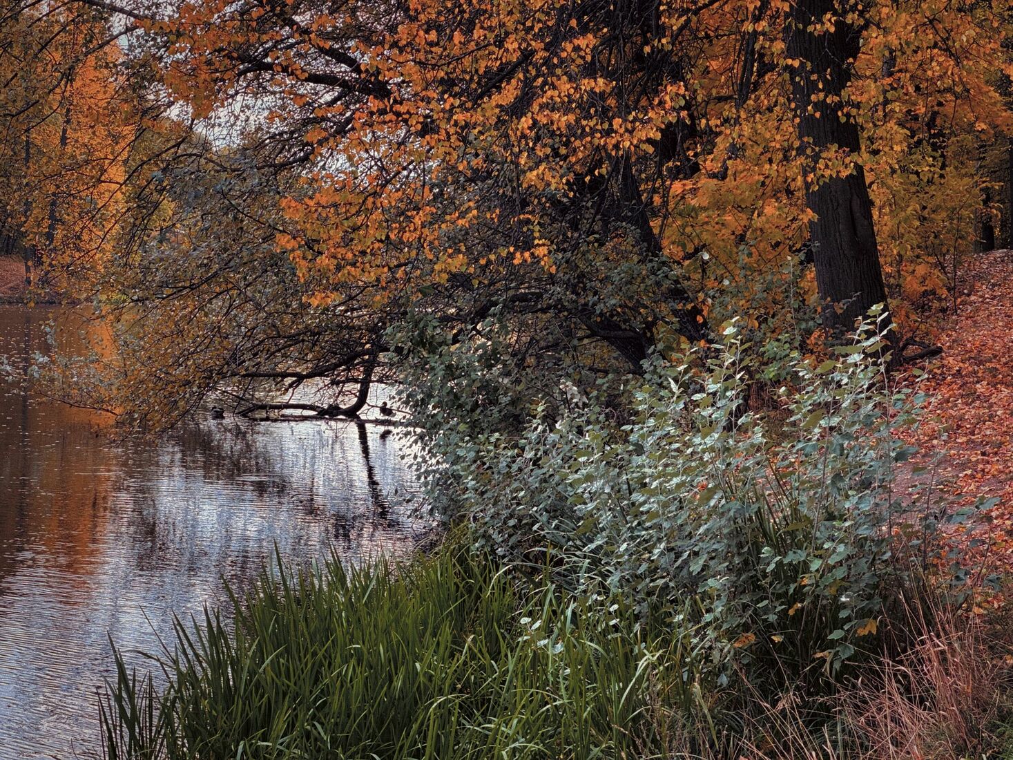 iPhone 14 Pro, Dehancer