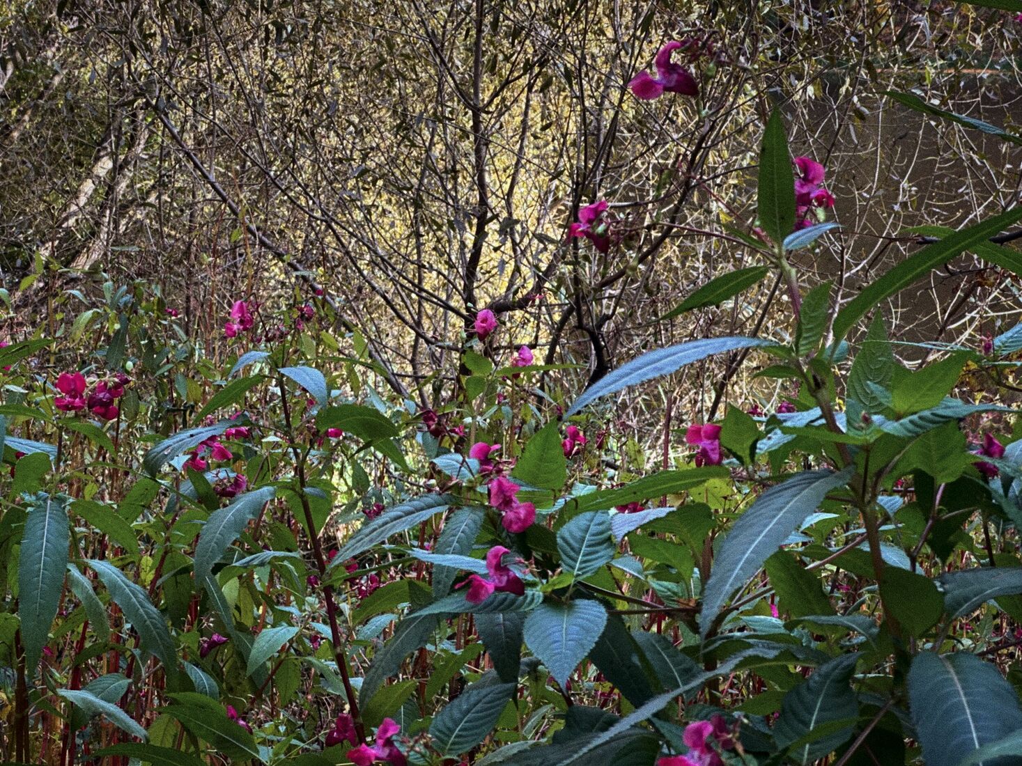 iPhone 14 Pro, Dehancer