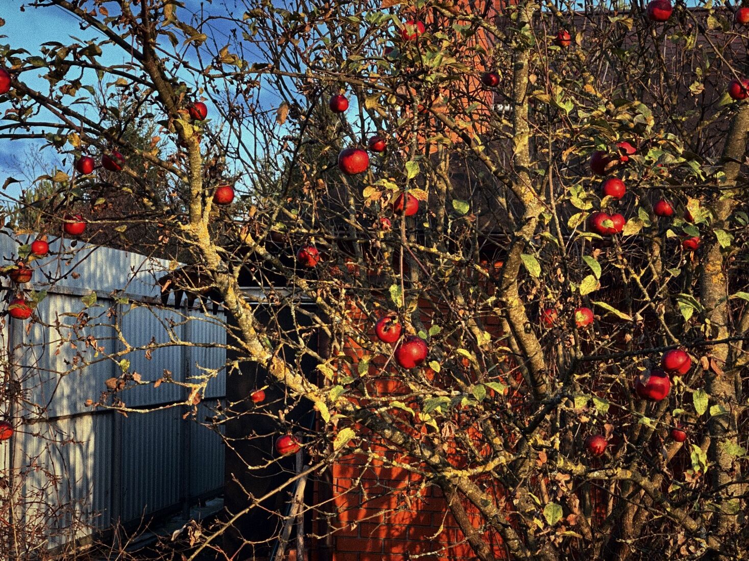 iPhone 14 Pro, Dehancer