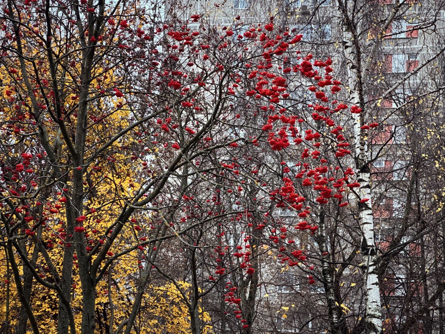 iPhone 14 Pro, Dehancer