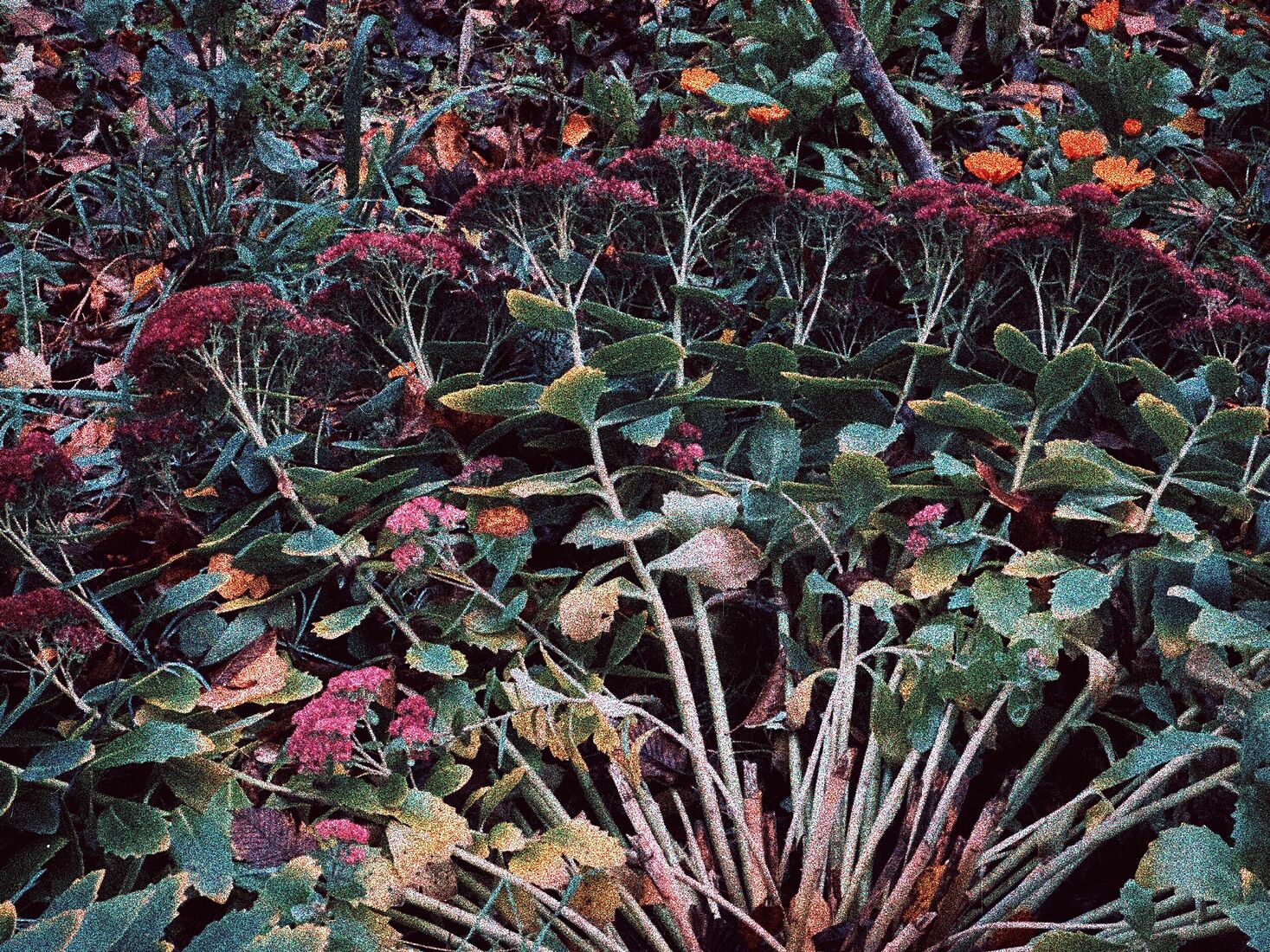 iPhone 14 Pro, Dehancer