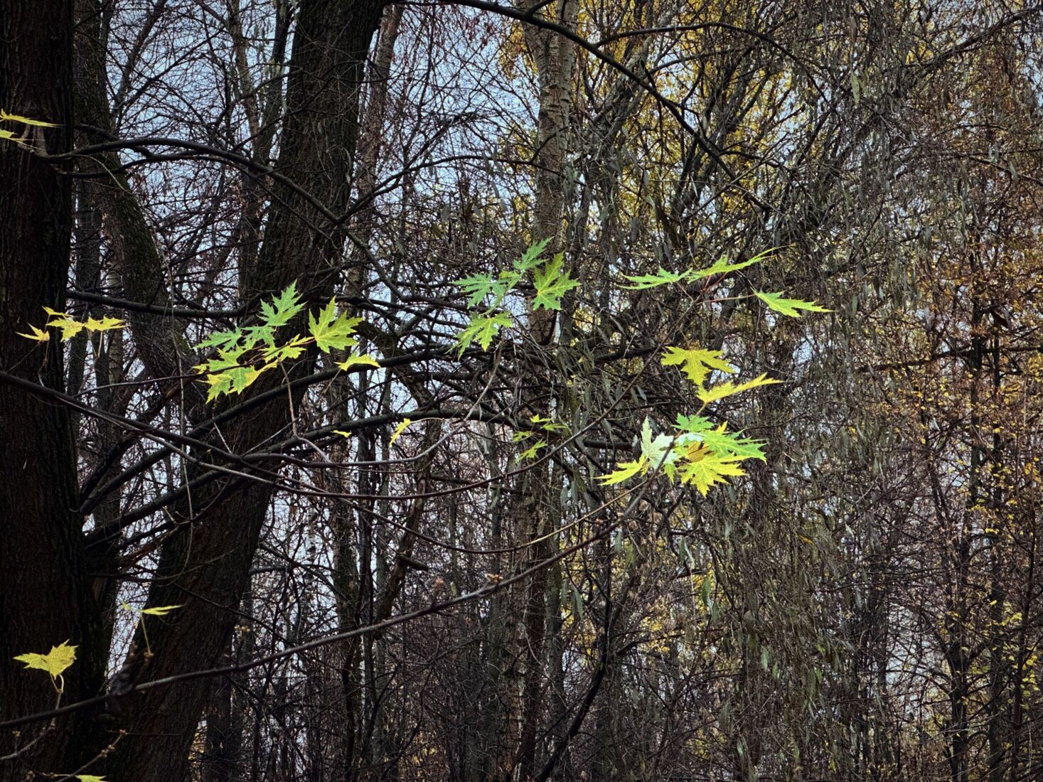 iPhone 14 Pro, Dehancer